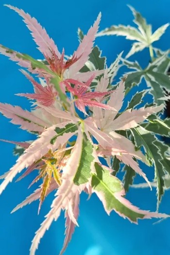 Клён веерный / пальмолистый / япоский Лиоши | Acer palmatum Iyoshi | Клен віяловий / пальмолистий / япоський Ліоші
